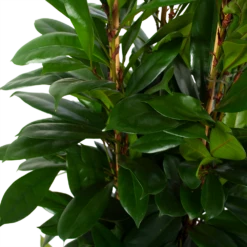 Ficus Cyathistipula - Groene Vijg - Toef - P34 H120 - Kamerplant 8 Ficus Cyathistipula - Groene Vijg - Toef - P34 H120 - Kamerplant -Planten Winkel ficus cyathistipula groene vijg toef p34 h120 6 3