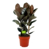 Ficus Elastica Abidjan - Rubberboom - P27 H100 - Kamerplant 2 Ficus Elastica Abidjan - Rubberboom - P27 H100 - Kamerplant -Planten Winkel ficus elastica abidjan treurvijg p27 h100 4