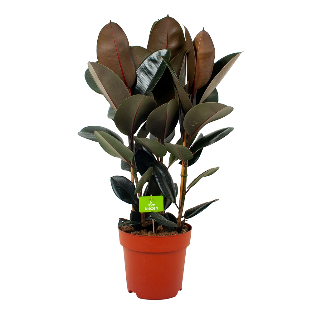 Ficus Elastica Abidjan - Rubberboom - P27 H100 - Kamerplant 3 Ficus Elastica Abidjan - Rubberboom - P27 H100 - Kamerplant