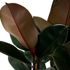 Ficus Elastica Abidjan - Rubberboom - P27 H100 - Kamerplant 6 Ficus Elastica Abidjan - Rubberboom - P27 H100 - Kamerplant -Planten Winkel ficus elastica abidjan treurvijg p27 h100 5