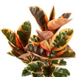 Ficus Elastica Belize - Rubberboom - P27 H100 - Kamerplant 7 Ficus Elastica Belize - Rubberboom - P27 H100 - Kamerplant -Planten Winkel ficus elastica belize rubberboom p27 h100 5