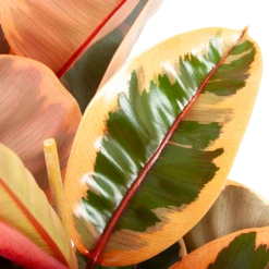 Ficus Elastica Belize - Rubberboom - P27 H100 - Kamerplant 8 Ficus Elastica Belize - Rubberboom - P27 H100 - Kamerplant -Planten Winkel ficus elastica belize rubberboom p27 h100 6