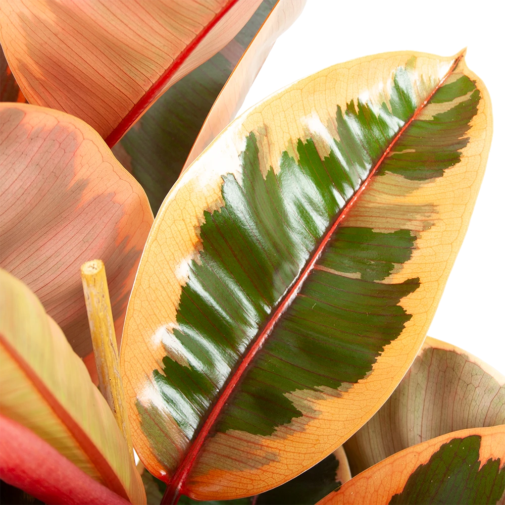 Ficus Elastica Belize - Rubberboom - P27 H100 - Kamerplant 5 Ficus Elastica Belize - Rubberboom - P27 H100 - Kamerplant - Afbeelding 3