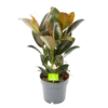 Ficus Elastica Melany - Rubberboom - P19 H55 - Kamerplant -Planten Winkel ficus elastica melany rubberboom p19 h55 1