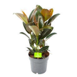 Ficus Elastica Melany - Rubberboom - P19 H55 - Kamerplant