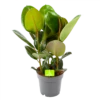 Ficus Elastica Robusta - Rubberboom - P19 H55 - Kamerplant 1 Ficus Elastica Robusta - Rubberboom - P19 H55 - Kamerplant -Planten Winkel ficus elastica robusta rubberboom p19 h55 1