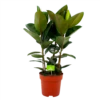 Ficus Elastica Robusta - Rubberboom - P27 H100 - Kamerplant 2 Ficus Elastica Robusta - Rubberboom - P27 H100 - Kamerplant -Planten Winkel ficus elastica robusta waringin p27 h100 4