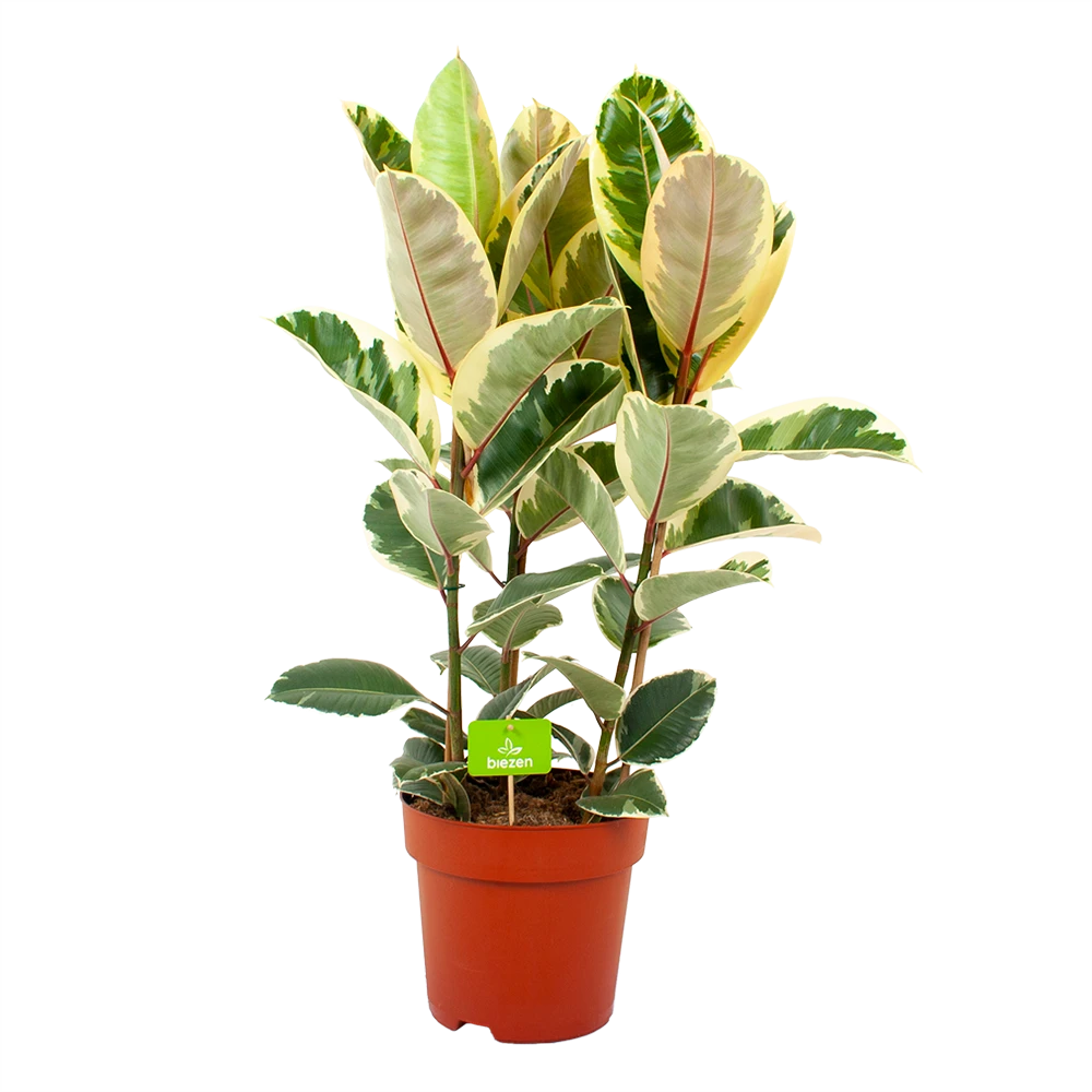 Ficus Elastica Tineke - Rubberboom - P27 H100 - Kamerplant 3 Ficus Elastica Tineke - Rubberboom - P27 H100 - Kamerplant