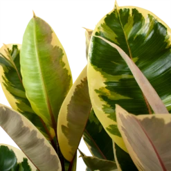 Ficus Elastica Tineke - Rubberboom - P27 H100 - Kamerplant 6 Ficus Elastica Tineke - Rubberboom - P27 H100 - Kamerplant -Planten Winkel ficus elastica tineke treurvijg p27 h100 5