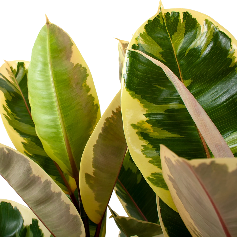 Ficus Elastica Tineke - Rubberboom - P27 H100 - Kamerplant 4 Ficus Elastica Tineke - Rubberboom - P27 H100 - Kamerplant - Afbeelding 2