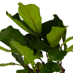 Ficus Lyrata Op Stam - Tabaksplant - P30 H150 - Kamerplant -Planten Winkel ficus lyrata op stam tabaksplant p30 h150 kamerplant 4