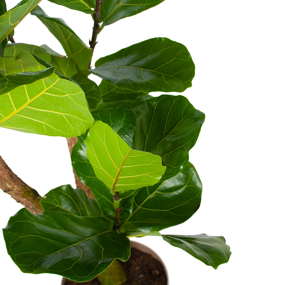 Ficus Lyrata Vertakt - Tabaksplant - P24 H130 - Kamerplant 4 Ficus Lyrata Vertakt - Tabaksplant - P24 H130 - Kamerplant - Afbeelding 2