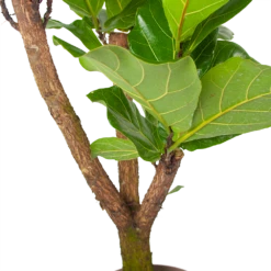 Ficus Lyrata Vertakt - Tabaksplant - P24 H130 - Kamerplant 8 Ficus Lyrata Vertakt - Tabaksplant - P24 H130 - Kamerplant -Planten Winkel ficus lyrata tabaksplant p24 h130 6 3