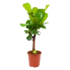 Ficus Lyrata Vertakt - Tabaksplant - P27 H110 - Kamerplant