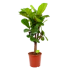 Ficus Lyrata Vertakt - Tabaksplant - P30 H130 - Kamerplant -Planten Winkel ficus lyrata tabaksplant p30 h130 1 1