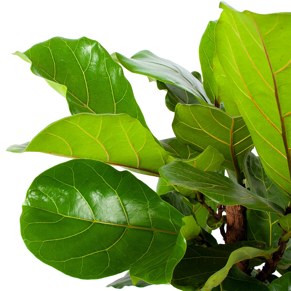 Ficus Lyrata Vertakt - Tabaksplant - P30 H130 - Kamerplant 4 Ficus Lyrata Vertakt - Tabaksplant - P30 H130 - Kamerplant - Afbeelding 2
