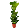Ficus Lyrata - Tabaksplant - Toef - P21 H90 - Kamerplant 2 Ficus Lyrata - Tabaksplant - Toef - P21 H90 - Kamerplant -Planten Winkel ficus lyrata tabaksplant toef p21 h90 1 1