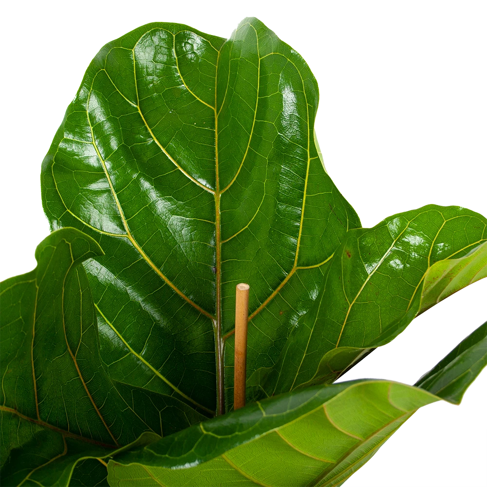 Ficus Lyrata - Tabaksplant - Toef - P21 H90 - Kamerplant 4 Ficus Lyrata - Tabaksplant - Toef - P21 H90 - Kamerplant - Afbeelding 2