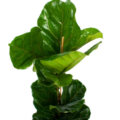 Ficus Lyrata - Tabaksplant - Toef - P21 H90 - Kamerplant 8 Ficus Lyrata - Tabaksplant - Toef - P21 H90 - Kamerplant -Planten Winkel ficus lyrata tabaksplant toef p21 h90 6 1