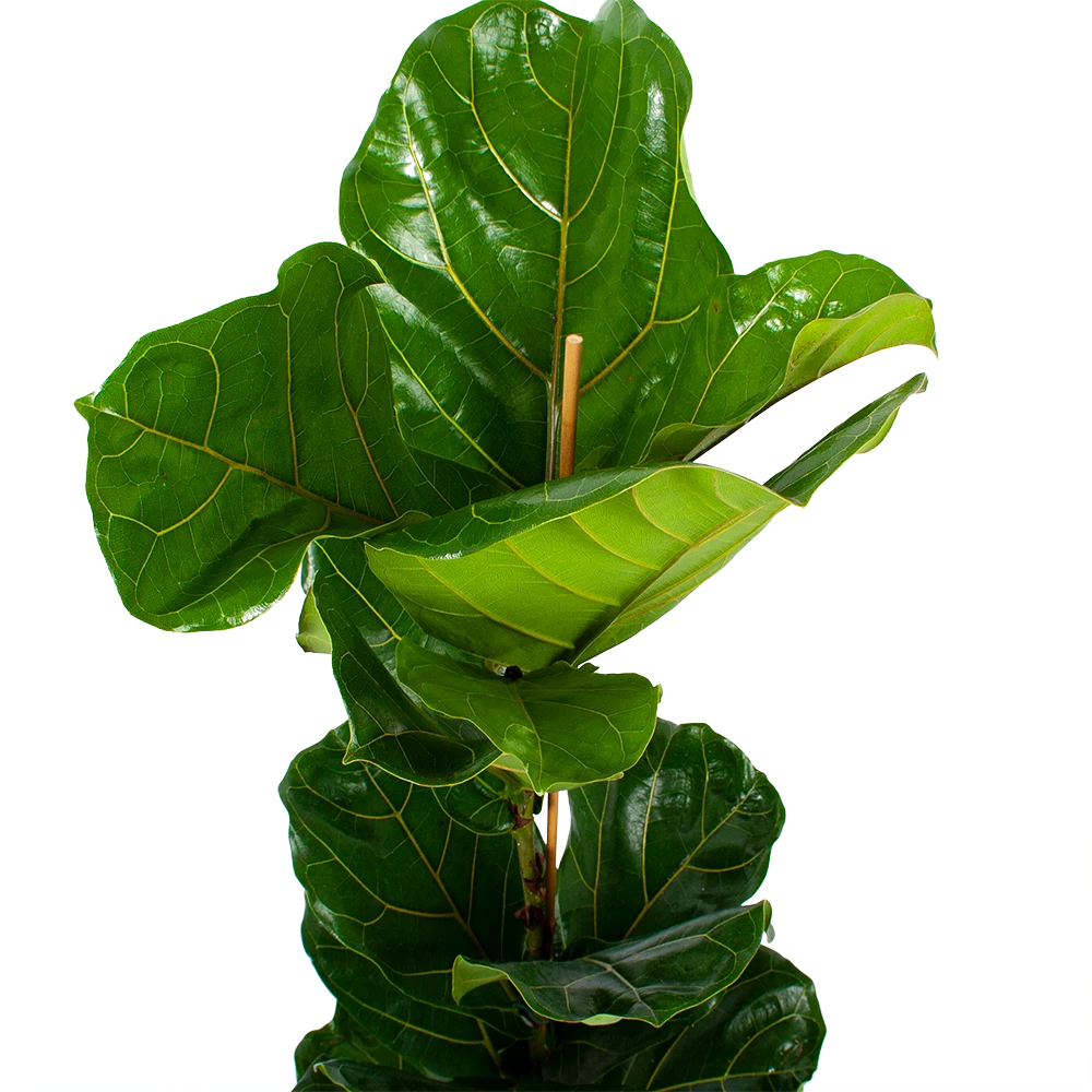Ficus Lyrata - Tabaksplant - Toef - P21 H90 - Kamerplant 5 Ficus Lyrata - Tabaksplant - Toef - P21 H90 - Kamerplant - Afbeelding 3