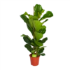Ficus Lyrata - Tabaksplant - Toef - P24 H120 - Kamerplant 1 Ficus Lyrata - Tabaksplant - Toef - P24 H120 - Kamerplant -Planten Winkel ficus lyrata tabaksplant toef p24 h120 1