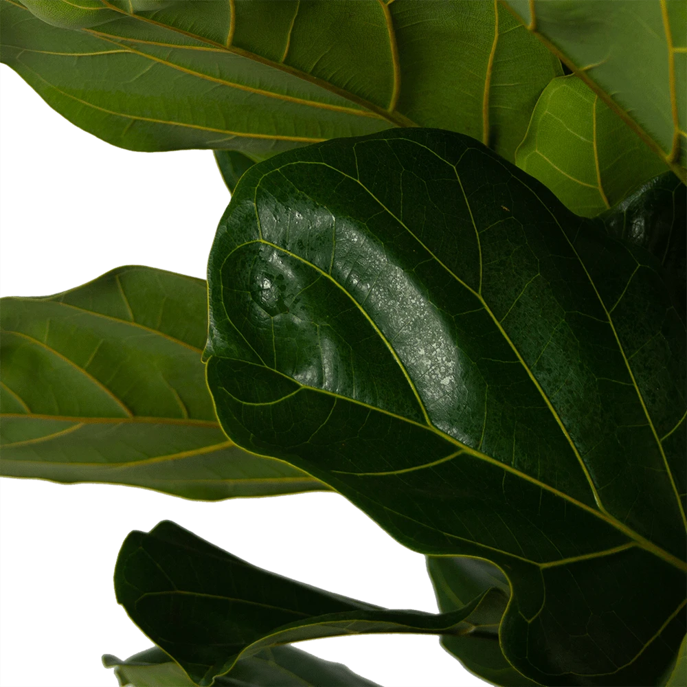 Ficus Lyrata - Tabaksplant - Toef - P35 H150 - Kamerplant 4 Ficus Lyrata - Tabaksplant - Toef - P35 H150 - Kamerplant - Afbeelding 2