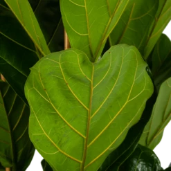 Ficus Lyrata - Tabaksplant - Toef - P35 H150 - Kamerplant 8 Ficus Lyrata - Tabaksplant - Toef - P35 H150 - Kamerplant -Planten Winkel ficus lyrata tabaksplant toef p35 h150 6