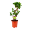 Ficus Microcarpa Ginseng - Bonsai - P21 H65 - Kamerplant 1 Ficus Microcarpa Ginseng - Bonsai - P21 H65 - Kamerplant -Planten Winkel ficus microcarpa ginseng bonsai p21 h65 1