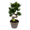 Ficus Microcarpa Ginseng - Bonsai - P25 H70 - Kamerplant 2 Ficus Microcarpa Ginseng - Bonsai - P25 H70 - Kamerplant -Planten Winkel ficus microcarpa ginseng bonsai p25 h70 1