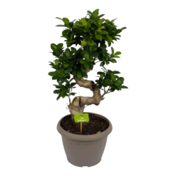 Ficus Microcarpa Ginseng - Bonsai - P25 H70 - Kamerplant