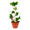 Ficus Microcarpa Ginseng - Bonsai - P29 H90 - Kamerplant 1 Ficus Microcarpa Ginseng - Bonsai - P29 H90 - Kamerplant -Planten Winkel ficus microcarpa ginseng bonsai p29 h90 1