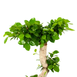 Ficus Microcarpa Ginseng - Bonsai - P29 H90 - Kamerplant -Planten Winkel ficus microcarpa ginseng bonsai p29 h90 5
