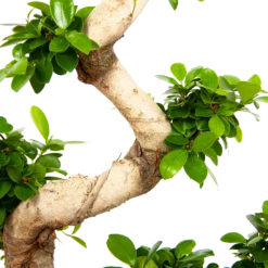 Ficus Microcarpa Ginseng - Bonsai - P29 H90 - Kamerplant -Planten Winkel ficus microcarpa ginseng bonsai p29 h90 6