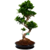 Ficus Microcarpa Ginseng In Zwarte Pot - Bonsai - P52 H100 - Kamerplant -Planten Winkel ficus microcarpa ginseng bonsai p42 h90 4