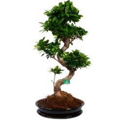 Ficus Microcarpa Ginseng In Zwarte Pot - Bonsai - P52 H100 - Kamerplant