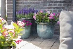 Bloempot Glazed Hp001 - D50 X H39cm - Groen 7 Bloempot Glazed Hp001 - D50 X H39cm - Groen -Planten Winkel glazed hp001 moss green d50h39 bloempot groen 7 6