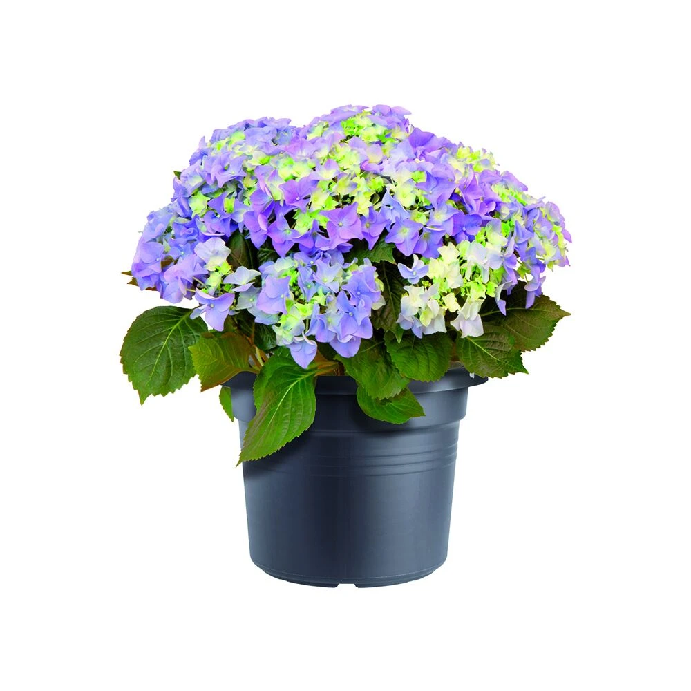 Bloempot Elho Green Basics Cilinder 45cm - Living Black 4 Bloempot Elho Green Basics Cilinder 45cm - Living Black - Afbeelding 2