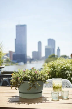 Plantenschaal Elho Greenville 33cm - Bladgroen 7 Plantenschaal Elho Greenville 33cm - Bladgroen -Planten Winkel greenville schaal 33cm bloempot bladgroen 6 13