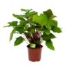Homalomena Rubescens 'Maggy' - P19 H60 - Kamerplant 1 Homalomena Rubescens 'Maggy' - P19 H60 - Kamerplant -Planten Winkel homalomena rubescens maggy p19 h60 1 2