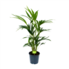 Kentiapalm - Howea Forsteriana - P19 H80 - Kamerplant 2 Kentiapalm - Howea Forsteriana - P19 H80 - Kamerplant -Planten Winkel kentiapalm howea forsteriana p19 h80 1