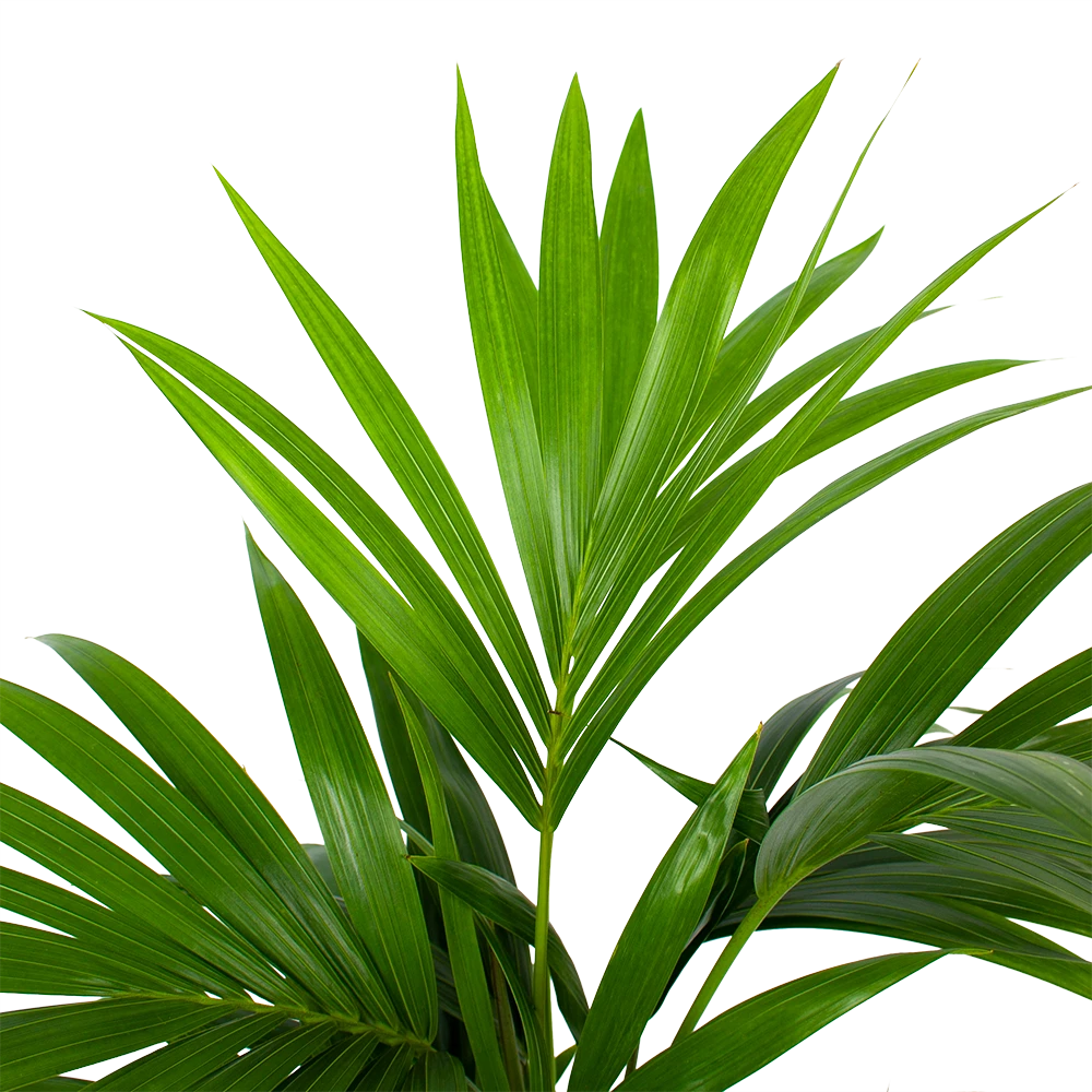 Kentiapalm - Howea Forsteriana - P19 H80 - Kamerplant 4 Kentiapalm - Howea Forsteriana - P19 H80 - Kamerplant - Afbeelding 2