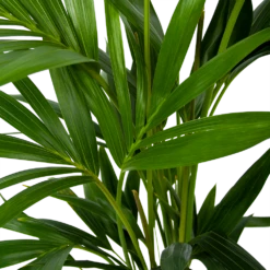 Kentiapalm - Howea Forsteriana - P19 H80 - Kamerplant 8 Kentiapalm - Howea Forsteriana - P19 H80 - Kamerplant -Planten Winkel kentiapalm howea forsteriana p19 h80 6