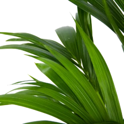 Kentiapalm - Howea Forsteriana - P21 H120 - Kamerplant -Planten Winkel kentiapalm howea forsteriana p21 h120 6