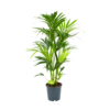 Kentiapalm - Howea Forsteriana - P24 H130 - Kamerplant -Planten Winkel kentiapalm howea forsteriana p24 h130 1