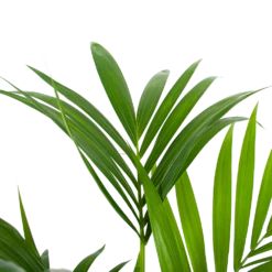 Kentiapalm - Howea Forsteriana - P24 H130 - Kamerplant -Planten Winkel kentiapalm howea forsteriana p24 h130 6