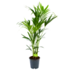 Kentiapalm - Howea Forsteriana - P24 H140 - Kamerplant -Planten Winkel kentiapalm howea forsteriana p24 h140 1 1