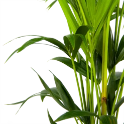 Kentiapalm - Howea Forsteriana - P24 H150 - Kamerplant -Planten Winkel kentiapalm howea forsteriana p24 h150 3