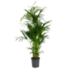 Kentiapalm - Howea Forsteriana - P27 H170 - Kamerplant -Planten Winkel kentiapalm howea forsteriana p27 h170 1