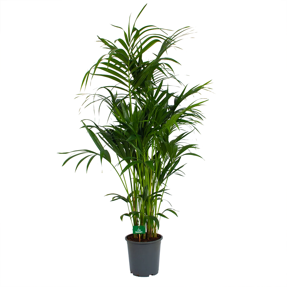 Kentiapalm - Howea Forsteriana - P27 H170 - Kamerplant 4 Kentiapalm - Howea Forsteriana - P27 H170 - Kamerplant - Afbeelding 2