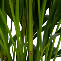 Kentiapalm - Howea Forsteriana - P27 H170 - Kamerplant 9 Kentiapalm - Howea Forsteriana - P27 H170 - Kamerplant -Planten Winkel kentiapalm howea forsteriana p27 h170 5